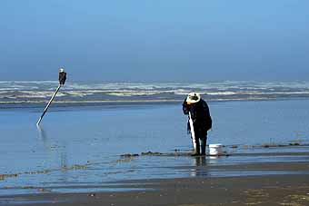 Ocean Shores Clamming under watchful bald eagle eye
